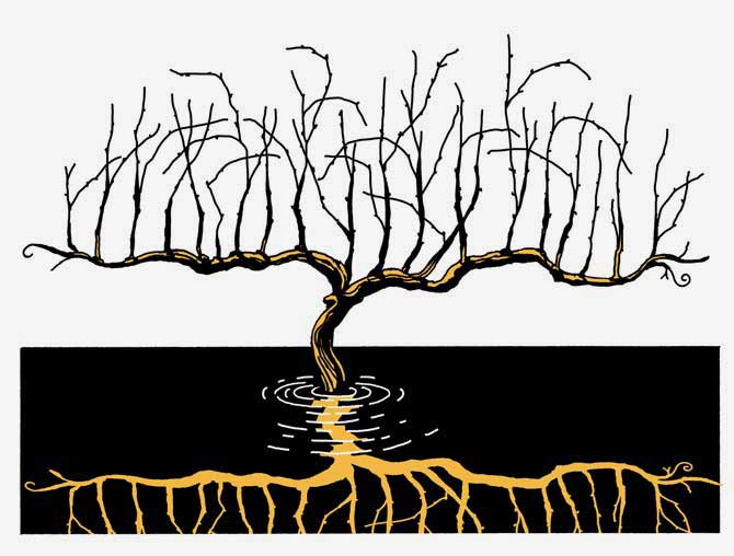 tree in flood illustration